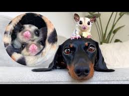 Our 4 Sugar Gliders Dachshund Sugar Gliders Youtube