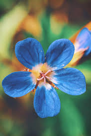 Looking for the best wallpapers? 1 313 Mobile Wallpaper Flower Photos Free Royalty Free Stock Photos From Dreamstime