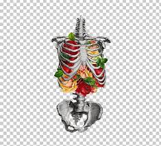 Human rib cage anatomy 3d model. Human Skeleton Rib Cage Anatomy Skull Png Clipart Anatomy Bone Botanical Illustration Christmas Decoration Christmas Ornament