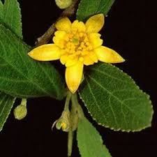 Image result for Grewia olukondae