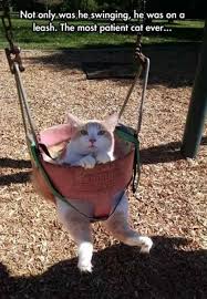 30 Funny Animals Of The Week Link A Daily Funny Animal Pictures Funny Animals Animal Memes Clean This is the funniest video ever end of story.