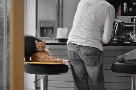 Most dogs seem to really enjoy the flavor of. Best Grain Free Cat Food 2020 Must Read Reviews My Feline Buddy