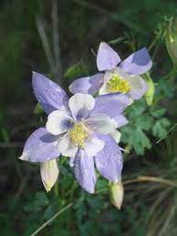 Pin On Flowers