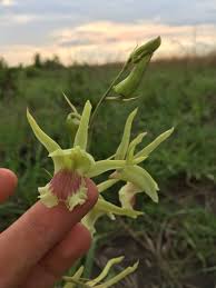 Image result for Eulophia flavopurpurea