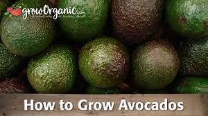Apply fertilizer in march, june and august, according to orchard supply hardware in california. How To Grow Organic Avocados Youtube