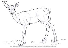 How To Draw A Baby Deer Aka Fawn Drawingtutorials101 Com Deer Painting Deer Drawing Baby Deer