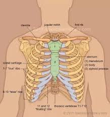 Organs within ribcage / elimu | human body : What Is The Purpose Of The Rib Cage Quora