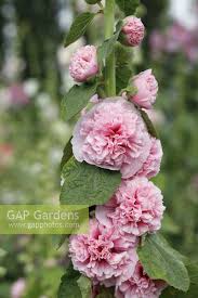 Image result for Alcea rosea `Appleblossom`