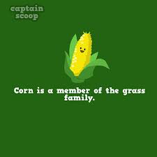 Vegetable Fact Facts For Kids Fun Fact Friday Fun Facts For Kids