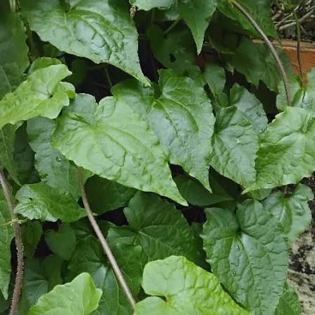 Jamaican guaco mikania