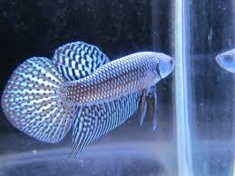 Females typically live longer than males. Beautiful Betta Rare Alien Hybrid Wild Betta Fish Types Betta Betta Fish