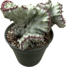 Image result for Euphorbia whyteana