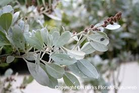 Image result for Conocarpus erectus