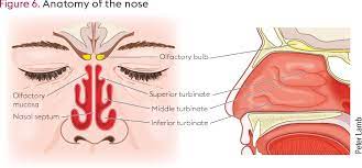 In some situations, the nasal delivery route is preferred for systemic therapy because it provides an agreeable alternative to injection or pills. Figure 6 From How To Use A Corticosteroid Nasal Spray Semantic Scholar