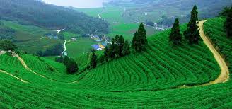 Image result for thekkady photos