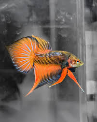 Image result for Quassia undulata