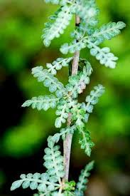 Image result for Eureiandra sp. A