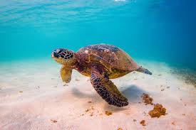 Maybe you would like to learn more about one of these? Las Tortugas Marinas Y Sus Caracteristicas El Valluno Com