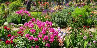 Image result for Magnistipula