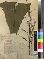 Image result for Vernonia conferta