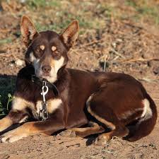 Check spelling or type a new query. Australian Kelpie Dog Breed Everything About Australian Kelpie