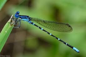 Image result for Ouratea andongensis