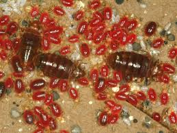 Bed Bug Black Bugs In Hair Pictures Pin On Human Health
