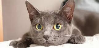 Mar 10, 2018 · night vision — cats can't see fine detail or rich color, but have a superior ability to see in the dark because of the high number of rods in their retina that are sensitive to dim light. Can Cats See In The Dark Feline Night Vision Facts Hill S Pet