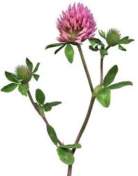 Pin On Essential Oils