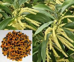 Image result for Acacia mangium