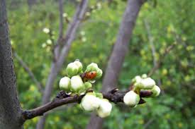 У суботу, 10 квітня шанується пам'ять пелікітского ігумена, святого іларіона нового. Jw2fq8iitk N4m