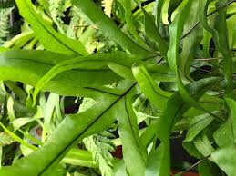 Image result for Pteris cretica