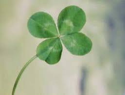 Clover, free and safe download. Plant Nurseries In Clover After Finding Four Leaf Gene New Scientist