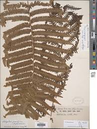 Image result for Christella gueinziana