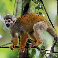Photograph By Tim Laman Common Squirrel Monkey Saimiri Sciureus Avg Length 12 Inches Squirrel Monkey Monkey Art Primates