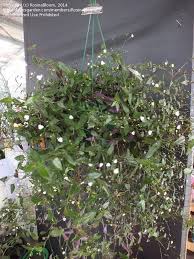 I'm having trouble keeping a new tahitian bridal veil healthy. Plantfiles Pictures Gibasis Species Tahitian Bridal Veil Gibasis Geniculata By Rosinabloom