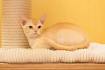 Burmese cat - Wikipedia