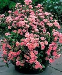 Pin On M B Rose Garden