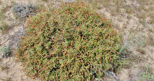 Image result for Sarcophrynium