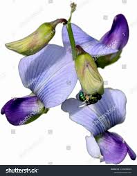 Image result for Crotalaria verrucosa
