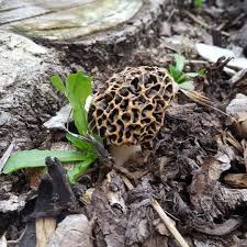 Weiss Jemand Von Euch Was Fur Eine Pilzart Es Ist Sieht Aus Wie Ein Gehirn Pilz Pilze Pilzz Colorful Chairs Living Room Trends Furniture Arrangement