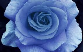 Blue rose desktop wallpaper, wide high quality blue rose. 10 Blue Rose Hd Wallpapers Background Images