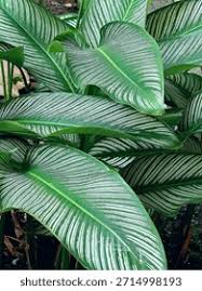 Image result for Marantaceae