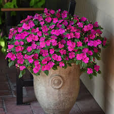 This site is using cookies under cookie policy. Impatiens Beacon Violet Shades In 2021 Impatiens Flowers Container Gardening Flowers Flower Garden Design