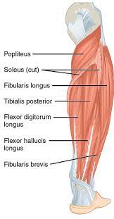 Because the body has limited blood supply to the flexor tendon sheath, the antibiotics cannot get to that location easily. Flexor Digitorum Longus Muscle Wikipedia
