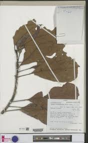 Image result for Uapaca guineensis