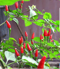 Agribusiness how it works what is know siling labuyo. Sili Labuyo Siling Labuyo Chili Pepper With Bunga Furniture Home Living Gardening Plants Seeds On Carousell