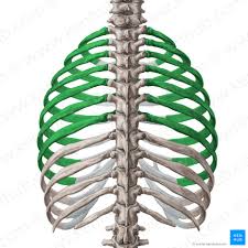 One facet articulates with the numerically corresponding vertebrae. Ribs Anatomy Ligaments And Clinical Notes Kenhub