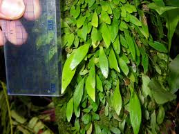 Image result for Antrophyum