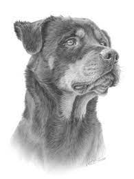 Pin On Rottweilers